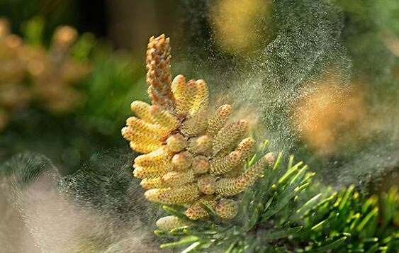 松花粉的加工处理方法 松花粉常见的破壁方法