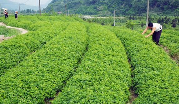 怎样生产绞股蓝茶？绞股蓝茶如何栽培和制作？