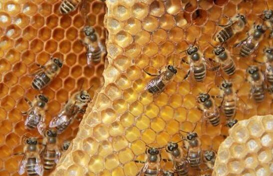 常喝蜂蜜水有什么好处_蜂蜜对健康的七大益处