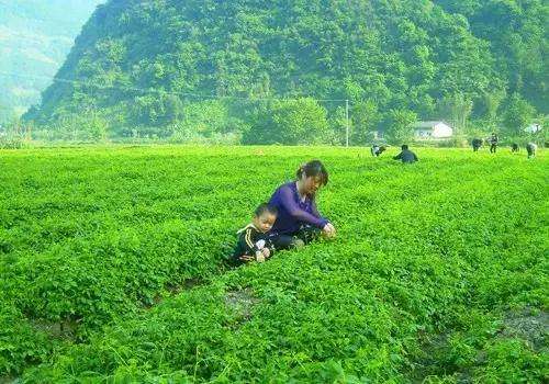 这草，可是村民脱贫致富的宝！