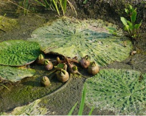 芡实形态特征:为一年生浮水植物,全株具刺,根茎短肥.